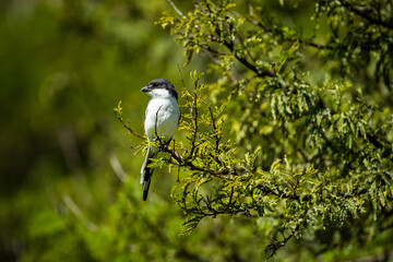 A southern fiscal shrike perched on a branch in a tree