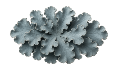 Foliose lichen with thick, lobed margins and a dusty blue-gray tint