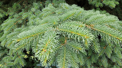 Dense branches of green spruce