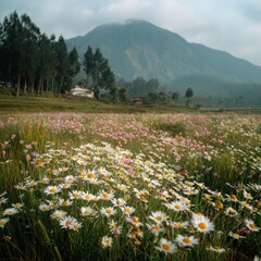 Vast field of wildflowers, a misty mountain in the distance
