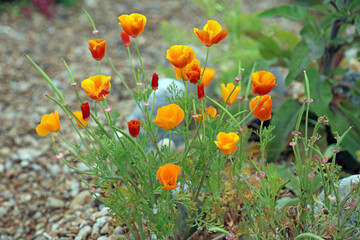 Closeup of California Poppy buds, Kent, England

