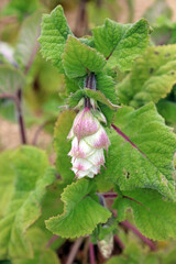 Macro image of a Clary bud, Kent England
