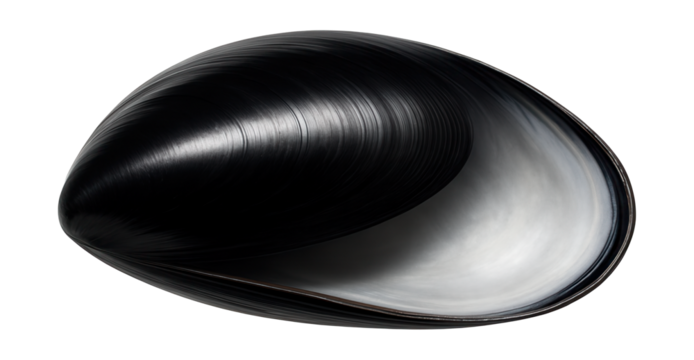 Black mussel shell characterized by glossy black surface and smooth, oval shape