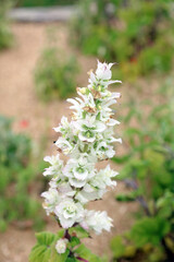 Macro image of Turkestan Clary blooms, Kent England
