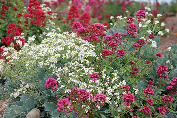 Sea Kale and Red Valerian plants, Kent England
