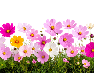 Seamless Cosmos Flower Border Pattern in Blooming Row, isolated on a transparent background.