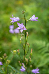 selective focus of violet campanula rapunculoides flowers in bloom with blurred background