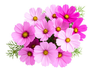 Cosmos Flower Corner Cluster with Elegant Curved Composition, isolated on a transparent background.