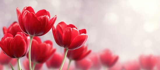 Vibrant red tulips in soft focus