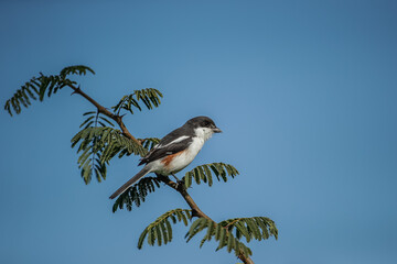 A southern fiscal shrike perched in a tree