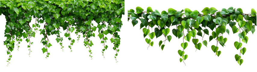Set of vines with green leaves hanging, isolated on a transparent background.