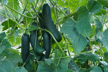 Fresh Cucumbers Ready for Harvest with Blossoming Young Fruits on Trellis Suppor