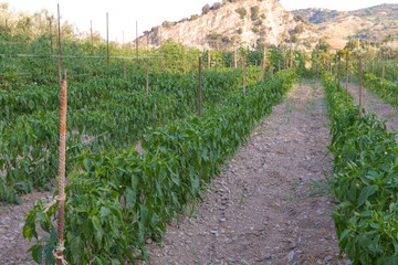 Neat rows of young bell pepper plants growing in a field