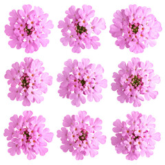 Top View of Blooming Pink Vervain Flowers, Botanical PNG Cutout