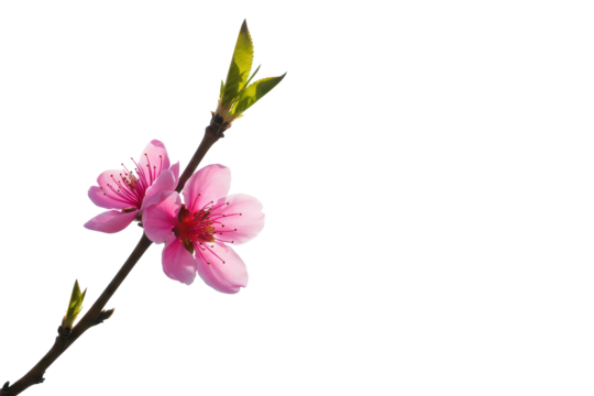 Blossom peach branch with pink flowers, corner border on transparent background