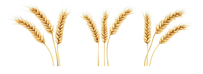 Four wheat stalks, light golden color,  isolated against black background