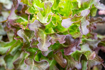 Veggies with green leaves and russet vegetables The leaves have wavy edges. with brief succulent...