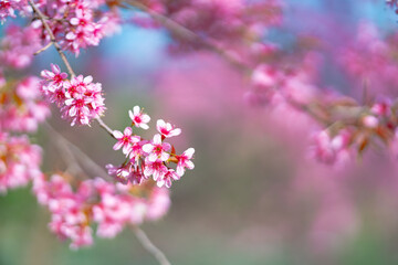 Naklejka premium Close up shot of beautiful Nang Phaya Sua Krong tree or Wild Himalayan Cherry Prunus cerasoides at Doi Inthanon, Chiang Mai, Thailand.Nang Phaya Sua Krong tree nicknamed Sakura of Thailand.