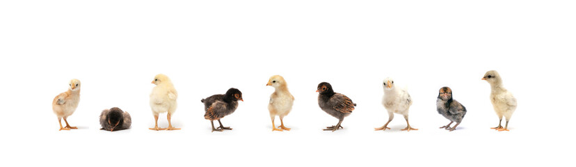 Various breeds of newborn chicken are in a row on white background in a studio.