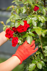 Hands in red and black gardening gloves examine a bush of red roses with buds and green leaves. A...