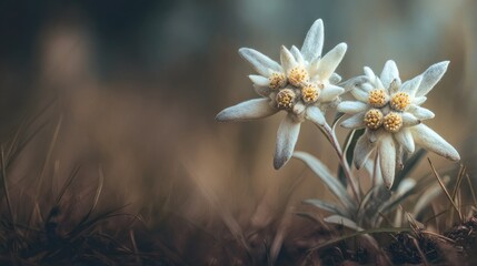 Delicate white edelweiss flowers in soft focus, surrounded by muted browns