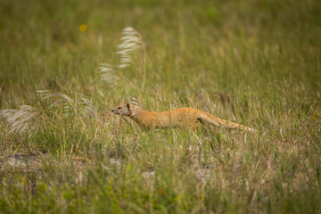 A yellow mongoose stalking prey in long grass