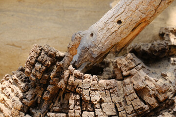 Detailed macro shot of weathered tree bark with deep cracks and layered wood texture. The abstract...