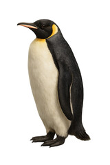 Fototapeta premium Majestic Emperor Penguin Standing Tall on White Background with Natural Plumage and Distinctive Yellow Patch PNG die-cut for advertising