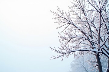 Stark, winter branches against a bright white backdrop , nature, nature photography