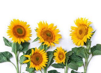 Yellow flower sunflower ( Helianthus annuus ) with leaves on a white background with space for text. Top view, flat lay