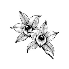 Elegant orchid botanical illustration showcasing the delicate beauty of floral design in nature art creation process