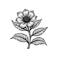 Elegant botanical illustration showcasing a detailed flower with leaves creating a natural design and intricate style