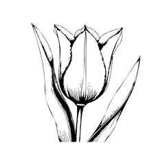 Elegant single tulip blossom illustration in black ink ideal for delicate botanical designs and crafts