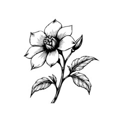 Elegant floral illustration featuring a blooming flower with intricate details and delicate petals perfect design element