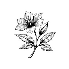Elegant floral illustration featuring a blooming lily with delicate leaves and artistic flower detailed lines artwork