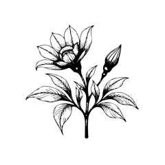 Elegant floral illustration with delicate petals a blooming flower, rendered in black ink art
