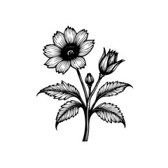 Detailed botanical illustration of a blooming flower with leaves and buds in elegant black and white style