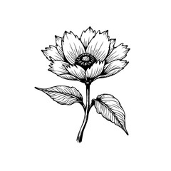 Fototapeta premium Elegant monochrome floral illustration showcasing intricate petal details ideal for botanical designs and sophisticated artistic projects
