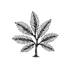 Botanical vector illustration of a plant, showcasing nature's beauty through detailed leaf patterns in a minimalist design style