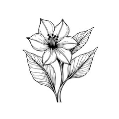 Exquisite monochrome botanical illustration: A detailed portrayal of a flower with elegant leaves in timeless beauty
