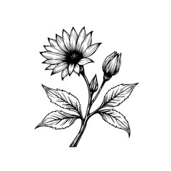 Hand drawn botanical illustration of a flower with leaves and buds isolated on white background showing line art