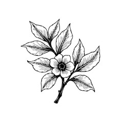 Detailed hand drawn flower and leaves vector illustration, showing botanical elegance and delicate floral design elements, artistic expression