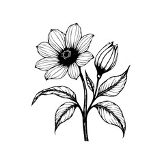 Elegant botanical illustration showcasing a delicate flower blossom with intricate leaf details and closed bud in full bloom