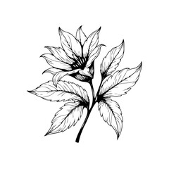 Detailed botanical illustration of a flowering plant showcasing delicate line work and artistic representation with leaves