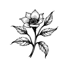 Detailed botanical illustration showcasing a delicate flower with intricate line work and naturalistic leaf arrangements design