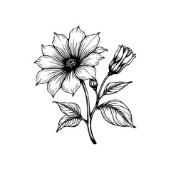 Detailed floral line art illustration showcasing delicate flower, bud, leaves, and stem in monochrome