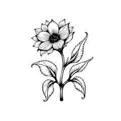 Elegant floral sketch: A detailed botanical illustration of a blossoming flower with leaves created beautifully