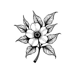 Elegant botanical illustration featuring a hand drawn flower blossom with intricate details and foliage, perfect for design elements