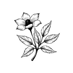 Elegant botanical flower and leaves illustration for graphic design projects black and white aesthetics art