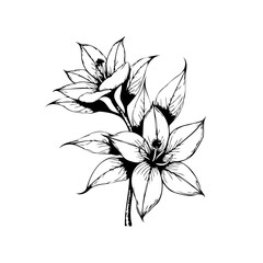 Elegant monochrome floral sketch of lilies showcasing intricate details suitable for botanical illustrations and designs